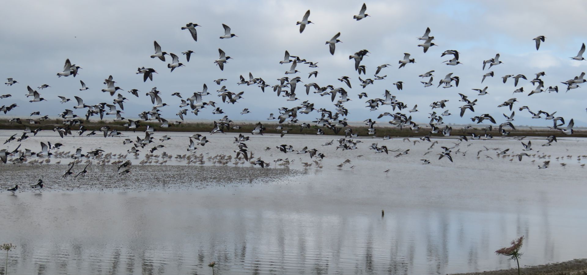 Birds at Miranda