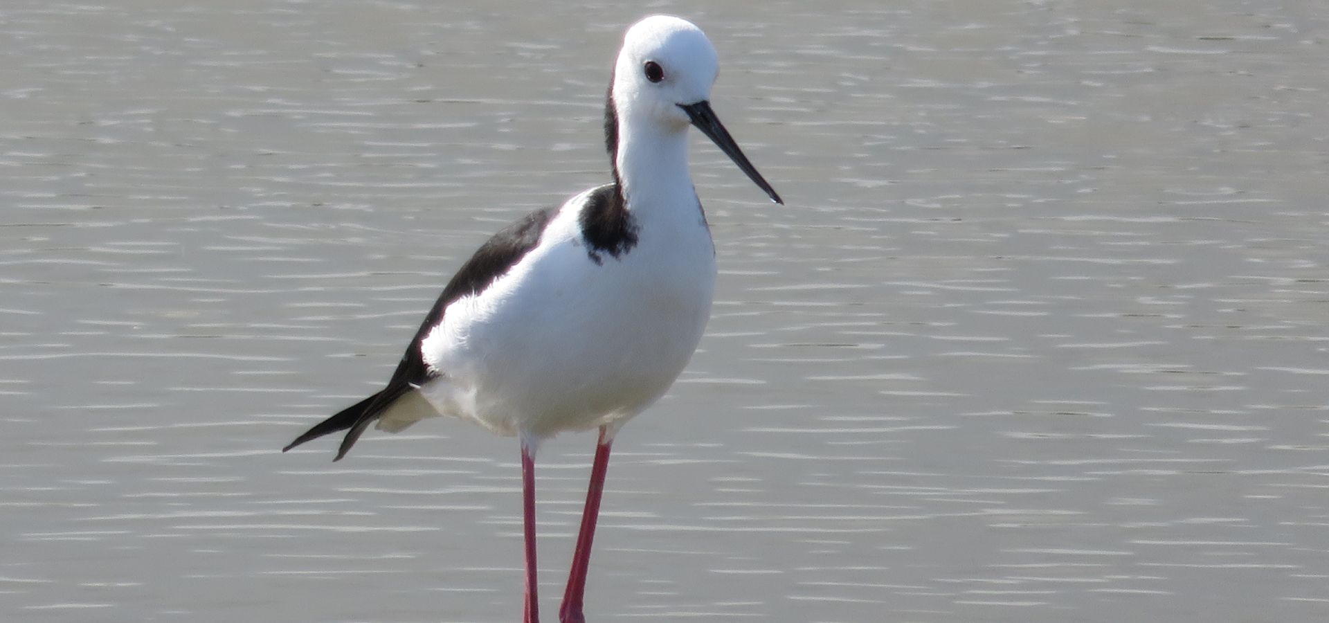 Bird at Miranda